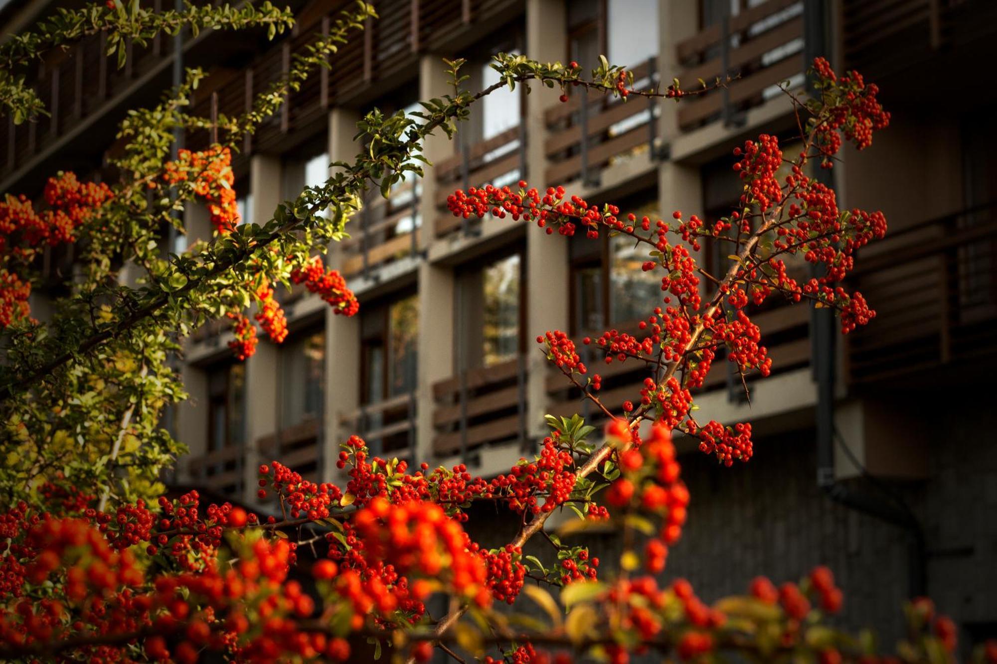 Silvanus Hotel Visegrad Exterior photo